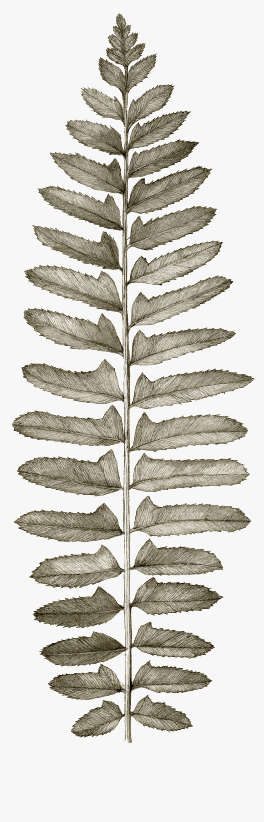 Pond Pine, HD Png Download