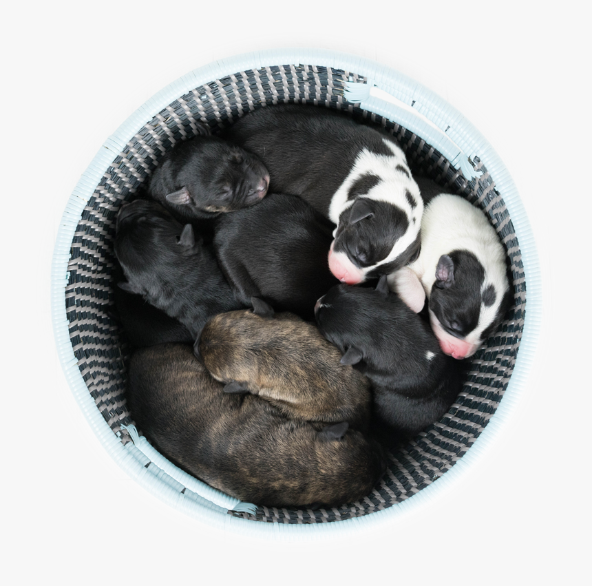 Chevreul Color Wheel, HD Png Download