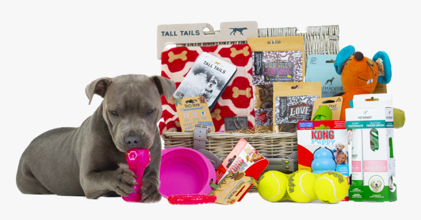 Companion Dog, HD Png Download