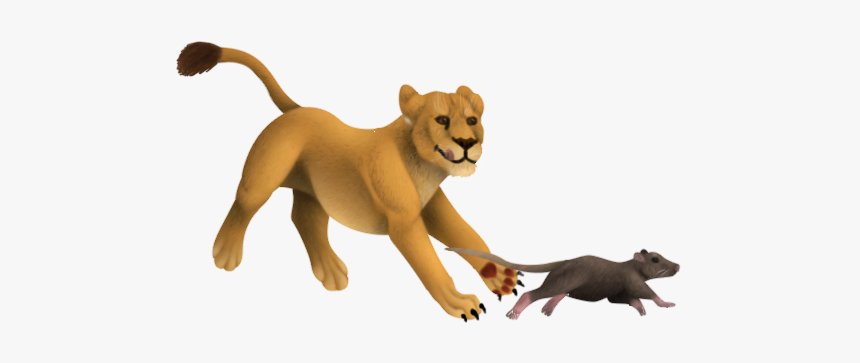 Lion, HD Png Download