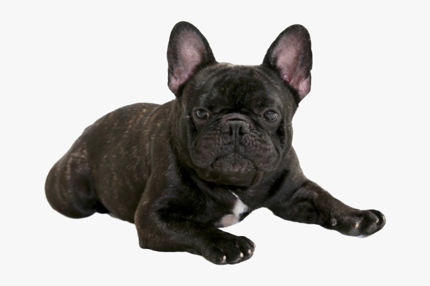 Black French Bulldog Png - French Bulldog, Transparent Png