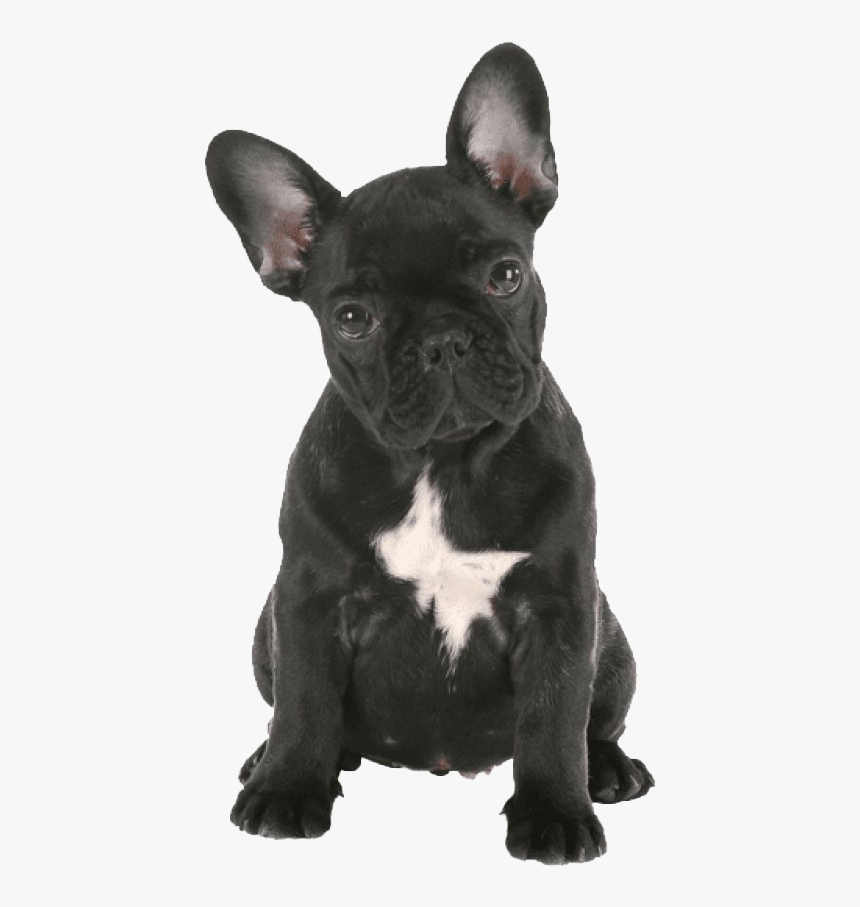 Black French Bulldog Transparent - French Bulldog Transparent Background, HD Png Download