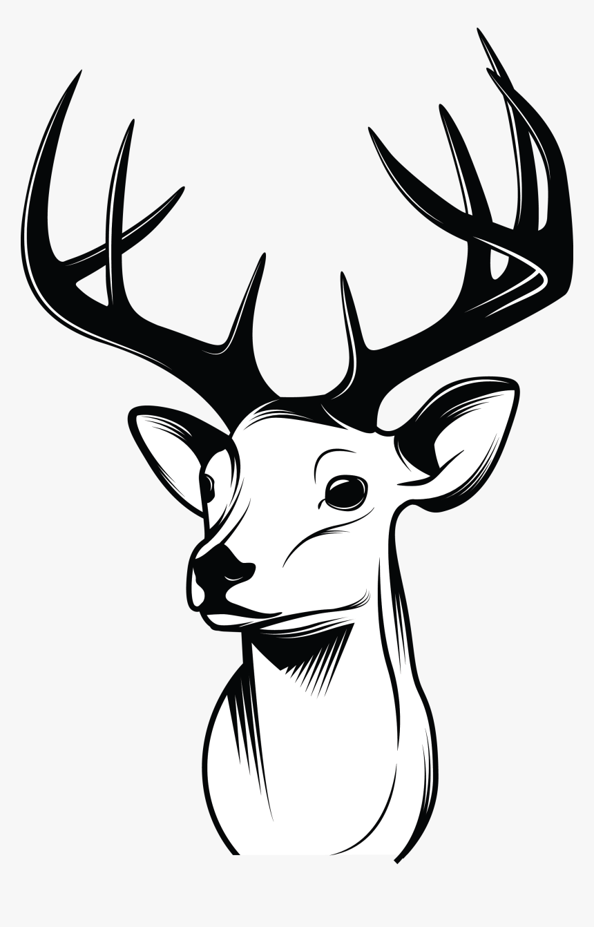Deer Drawing Sketch - Mounted Deer Head Drawing, HD Png Download