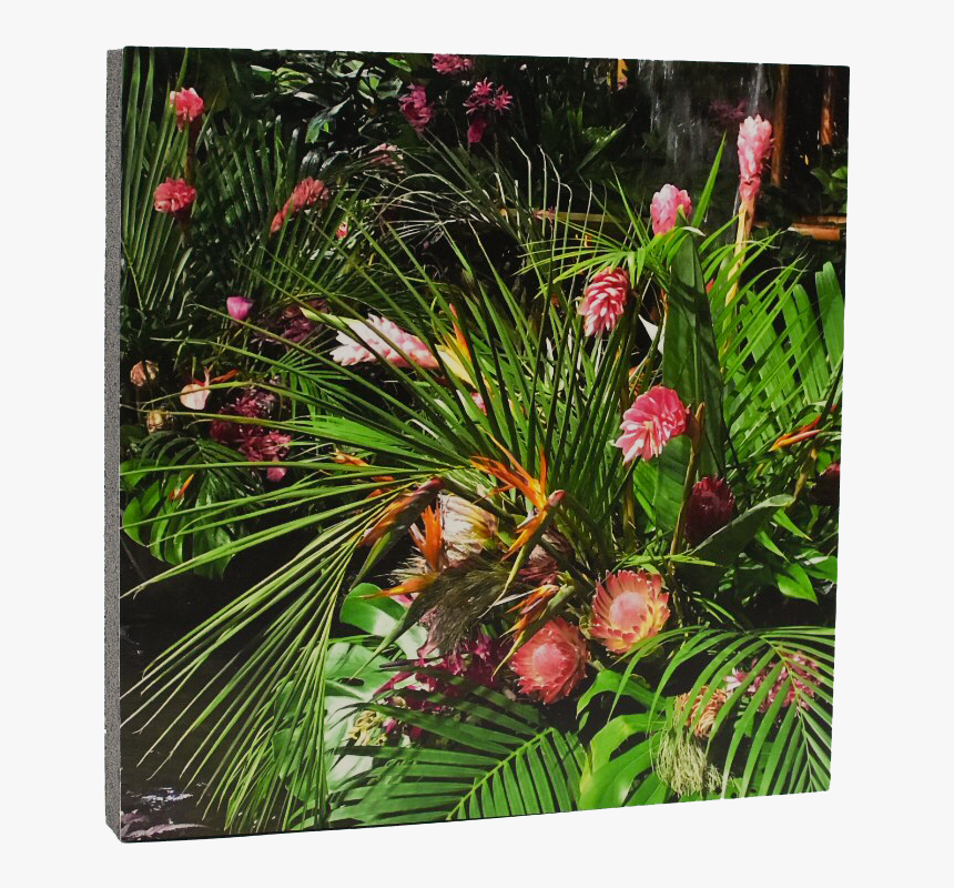 Pond Pine, HD Png Download