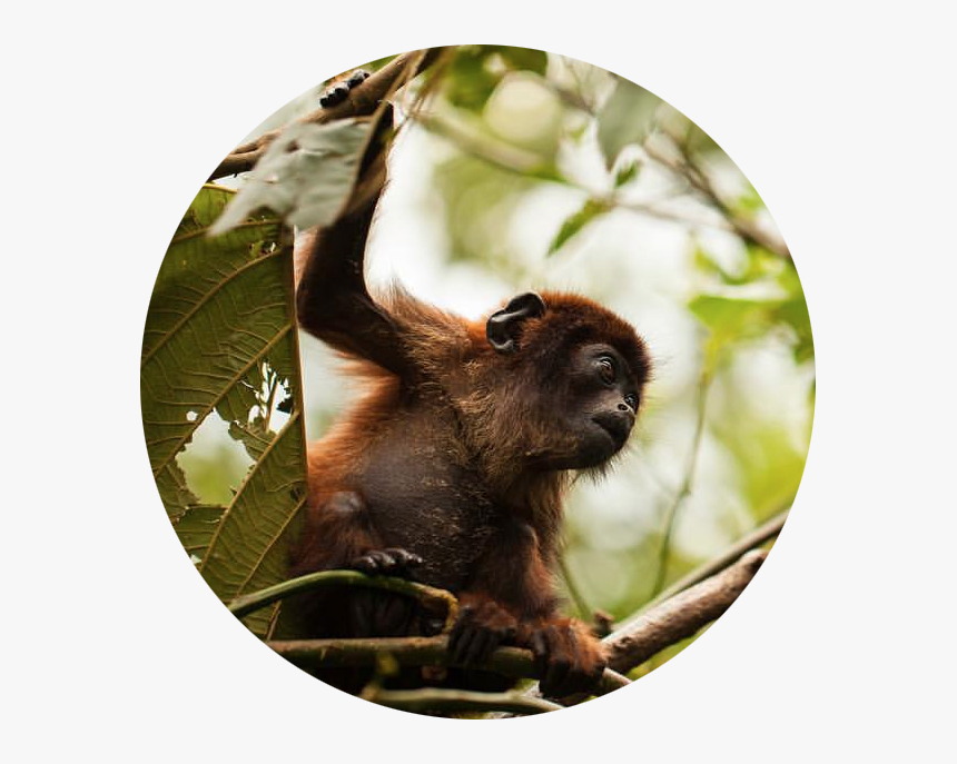 Macaque, HD Png Download