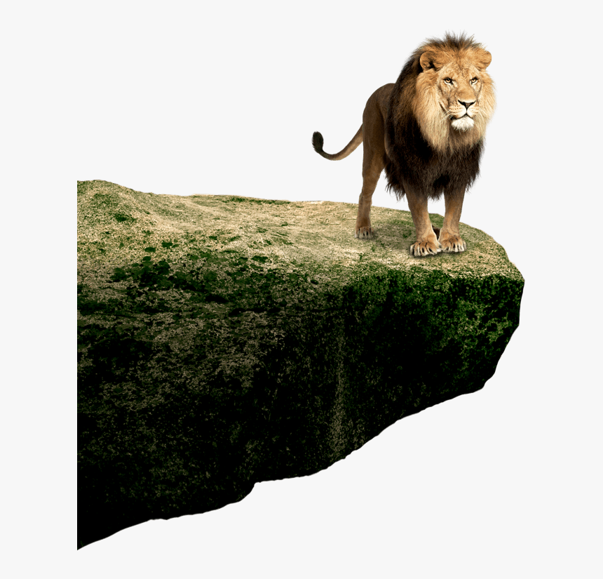 Lion Standing Images Hd, HD Png Download