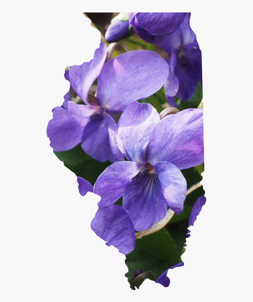 Illinois - Periwinkle, HD Png Download