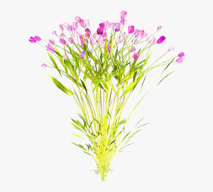 Dianthus, HD Png Download