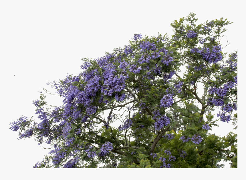 #mq #purple #flower #flowers #bush - Wisteria Png, Transparent Png