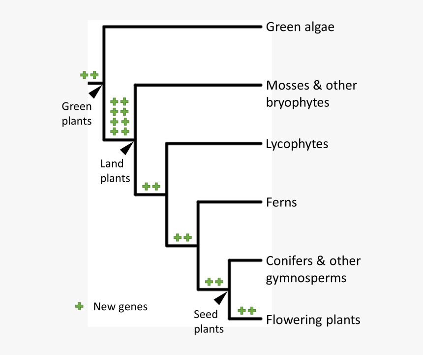 Diagram, HD Png Download