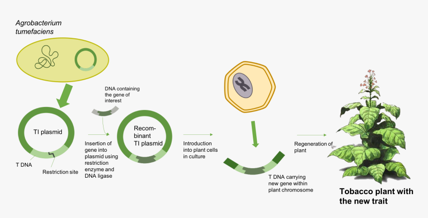 Agrobacterium Tumefaciens Schema, HD Png Download