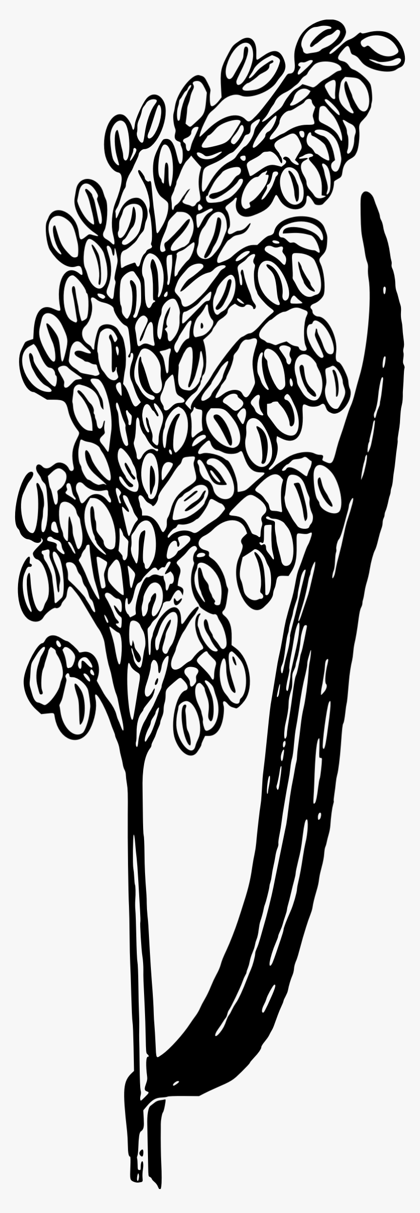 This Free Icons Png Design Of Rice Plant , Png Download - Rice, Transparent Png