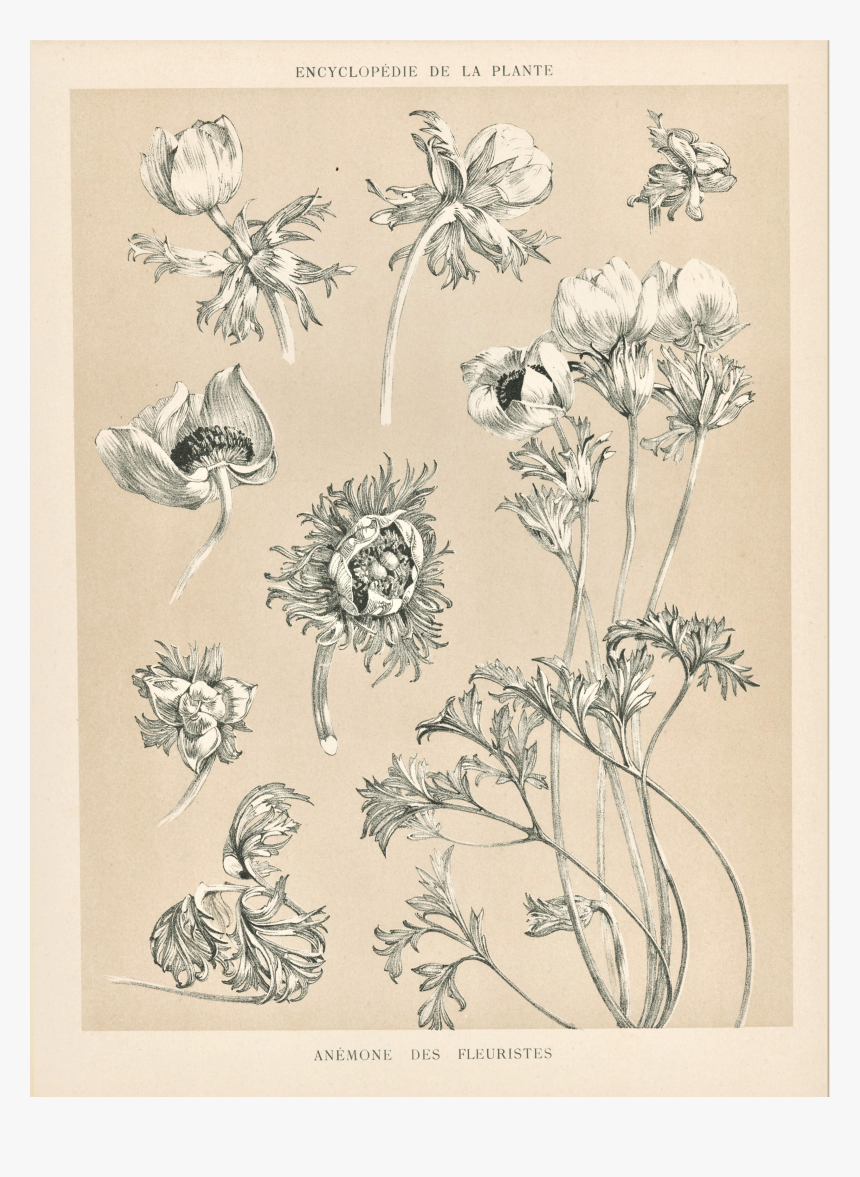 Cornflower Drawing Botanical, HD Png Download