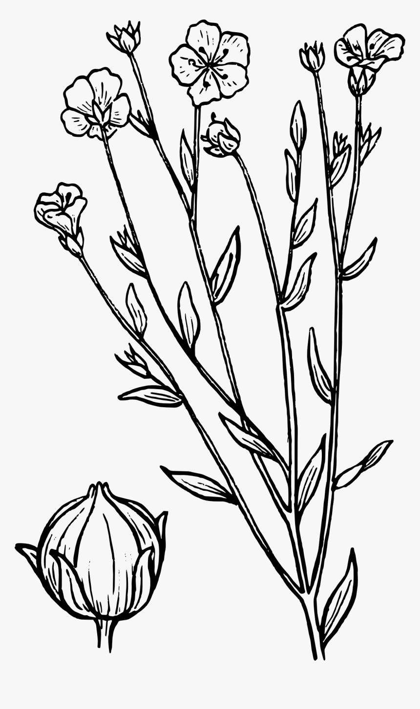 Botanical Line Drawing Png, Transparent Png