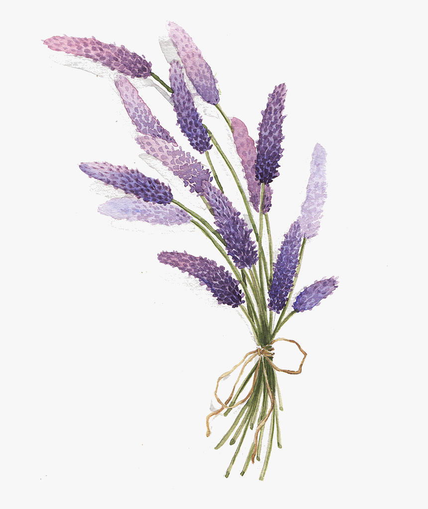 Lavender Drawing Botanical - Lavender Drawing Png, Transparent Png