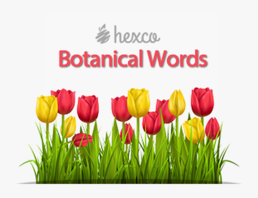 Tulips In Sunlight, HD Png Download