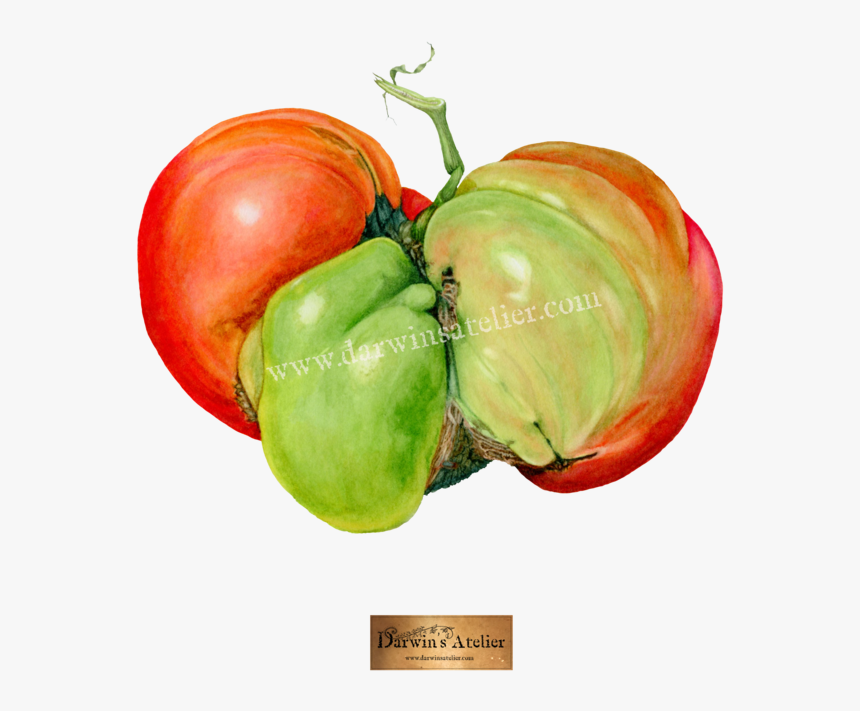 Mugly Tomato No Bg W Logo And Watermark, HD Png Download