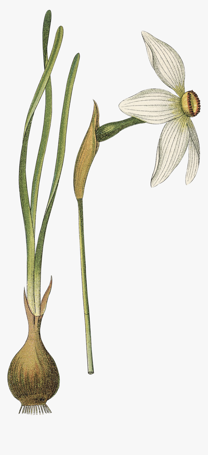 Transparent Narcissus Png - Botanical Illustration, Png Download
