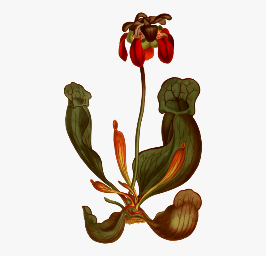 Pitcher Plant Clip Art, HD Png Download