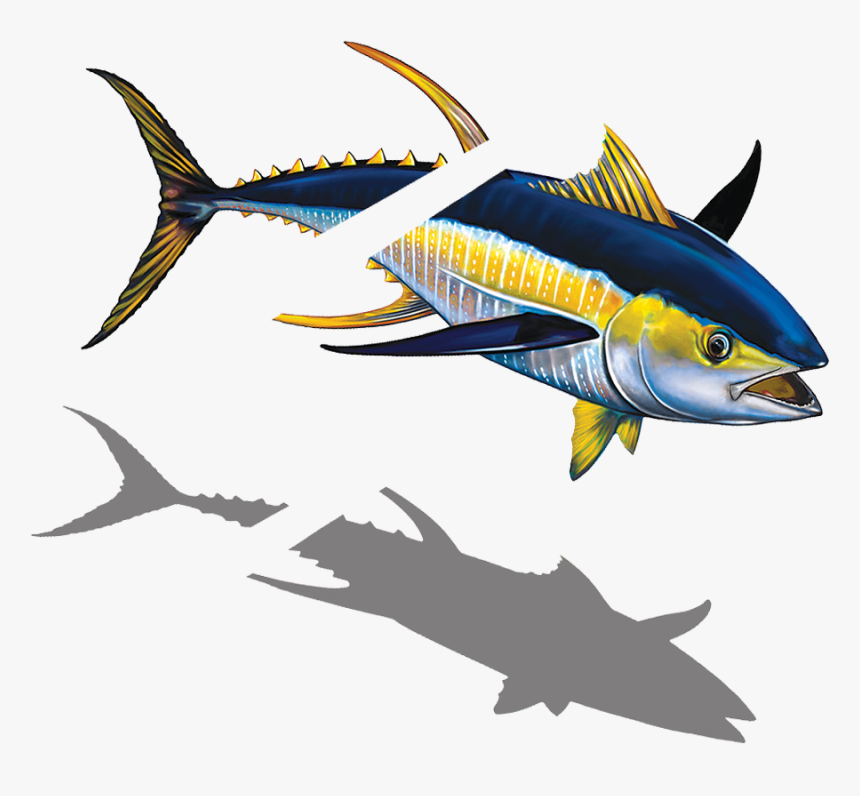Porc Tn43 Sh Tuna With Split Copy - Tuna, HD Png Download
