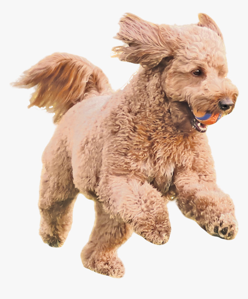 French Bulldog Licking His Chops - Toy Poodle, HD Png Download