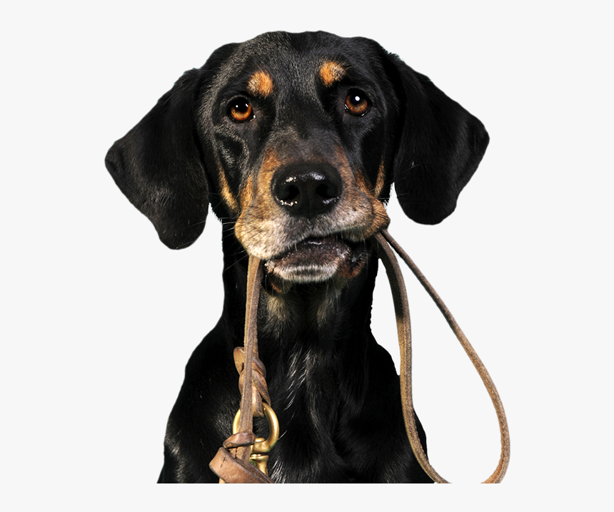 Dog Walking/running/jogging - Dog Off A Leash, HD Png Download