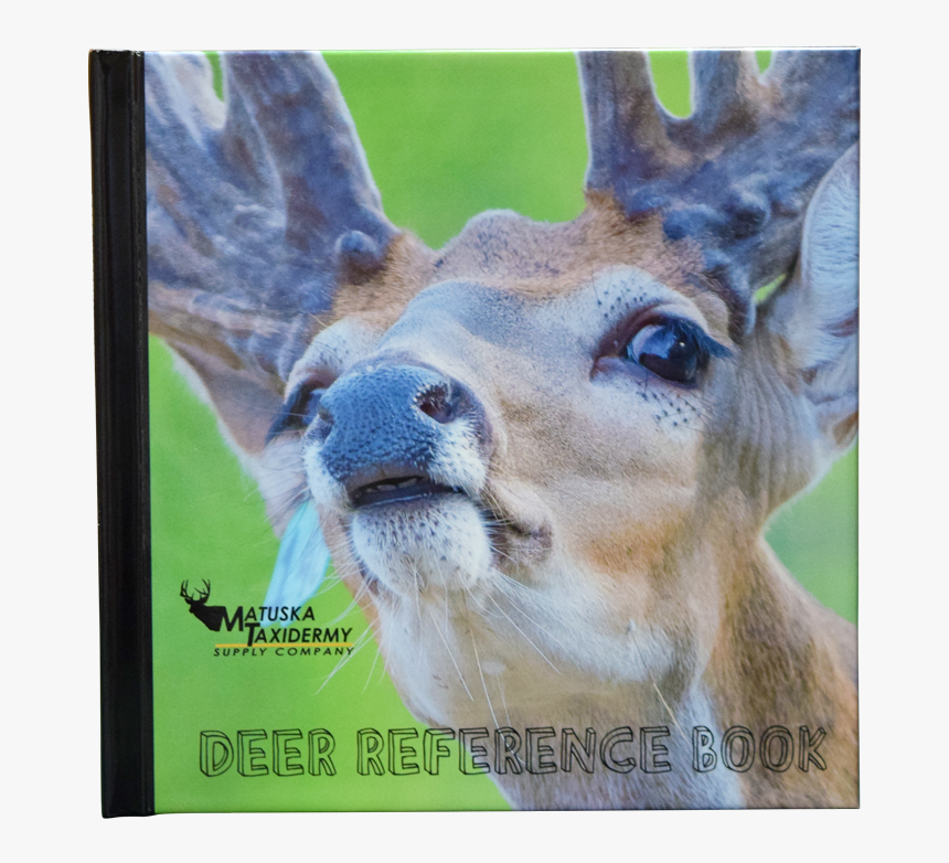 White-tailed Deer, HD Png Download