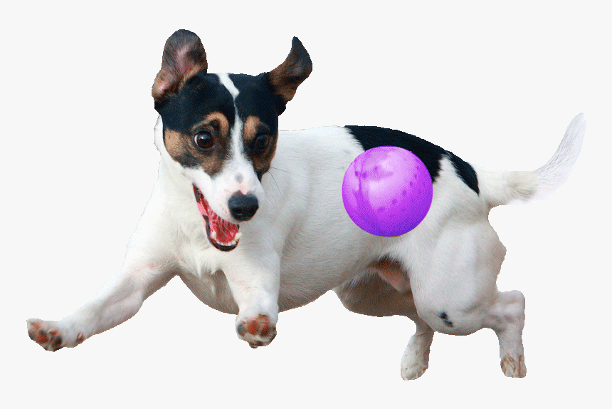 Dog Playing With Ball Png, Transparent Png