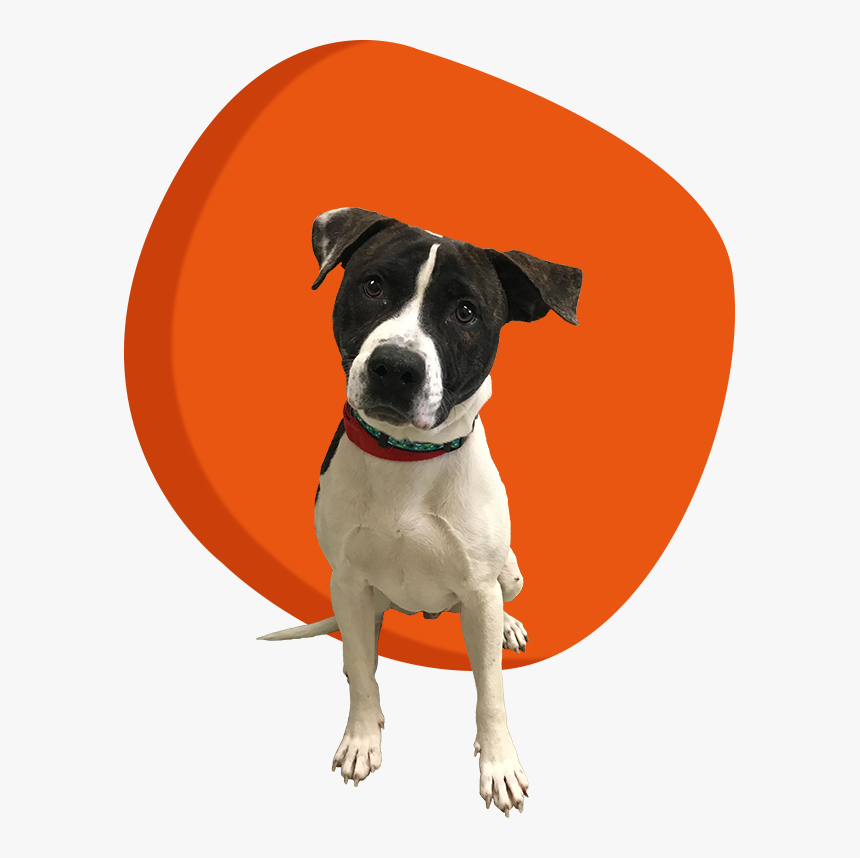 Companion Dog, HD Png Download