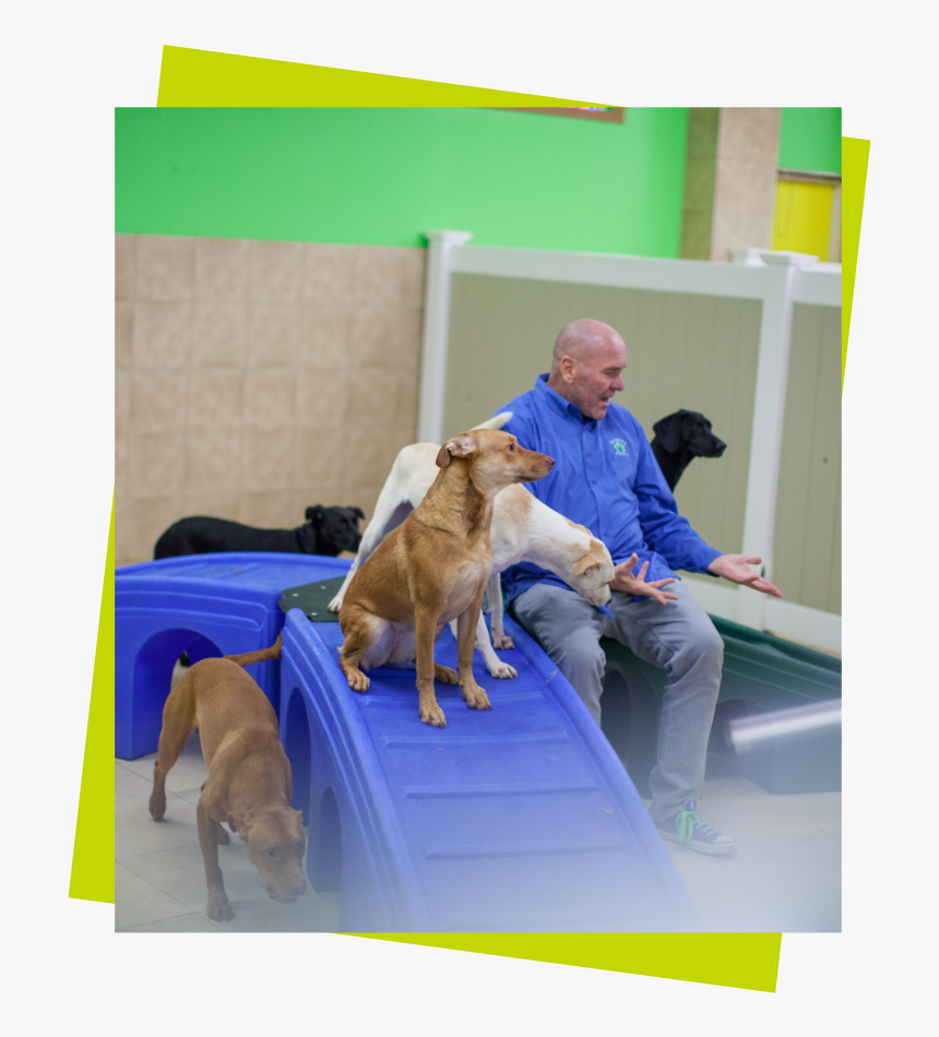 Three Dogs On A Blue Play Structure With A Sitting - Companion Dog, HD Png Download