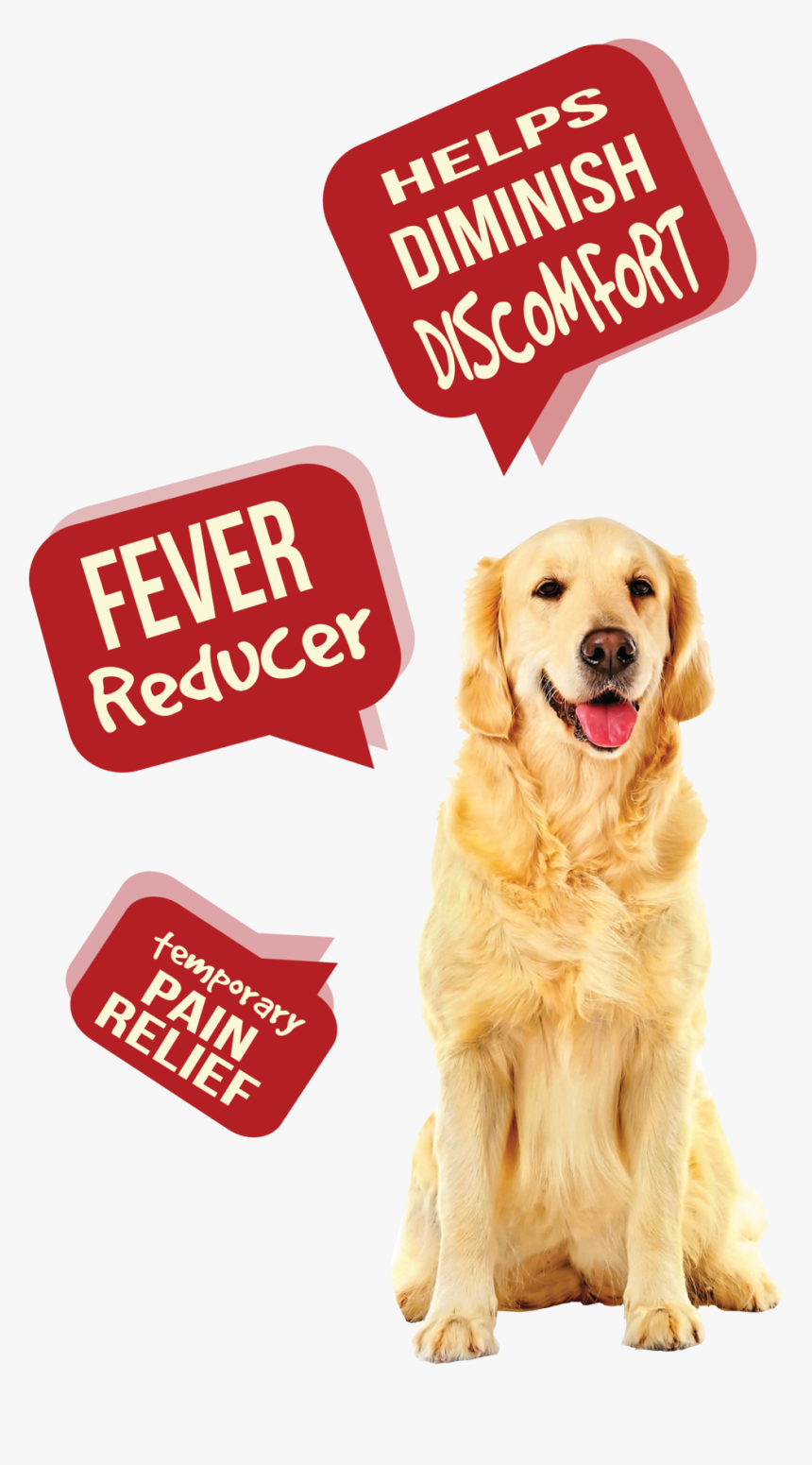 Dog Pain Aid R1 - League Of Their Own Quotes, HD Png Download