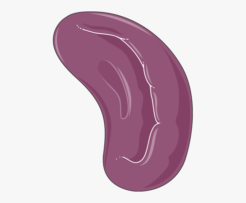 Spleen Png, Transparent Png