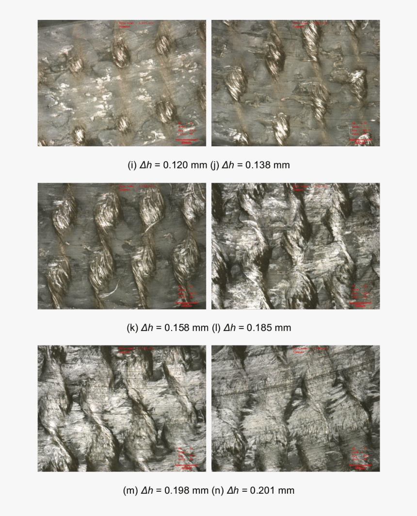 Thuya, HD Png Download