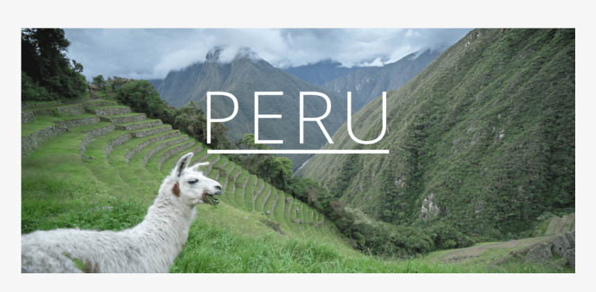 Llama, HD Png Download