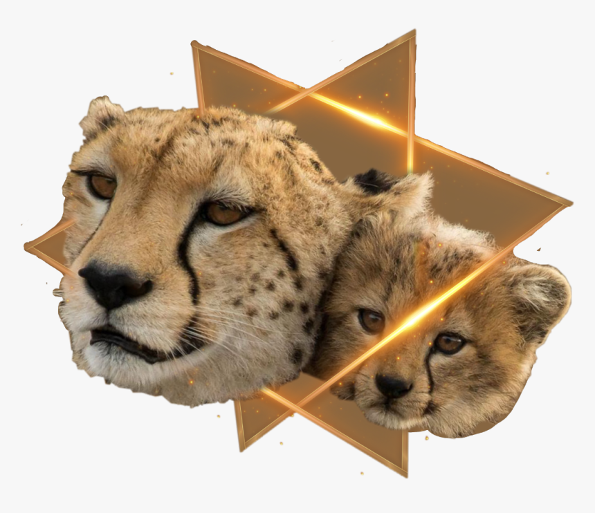 Cheetah, HD Png Download