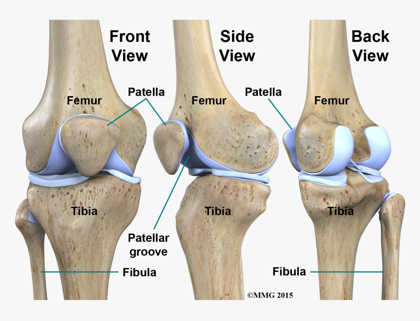 Bone, HD Png Download