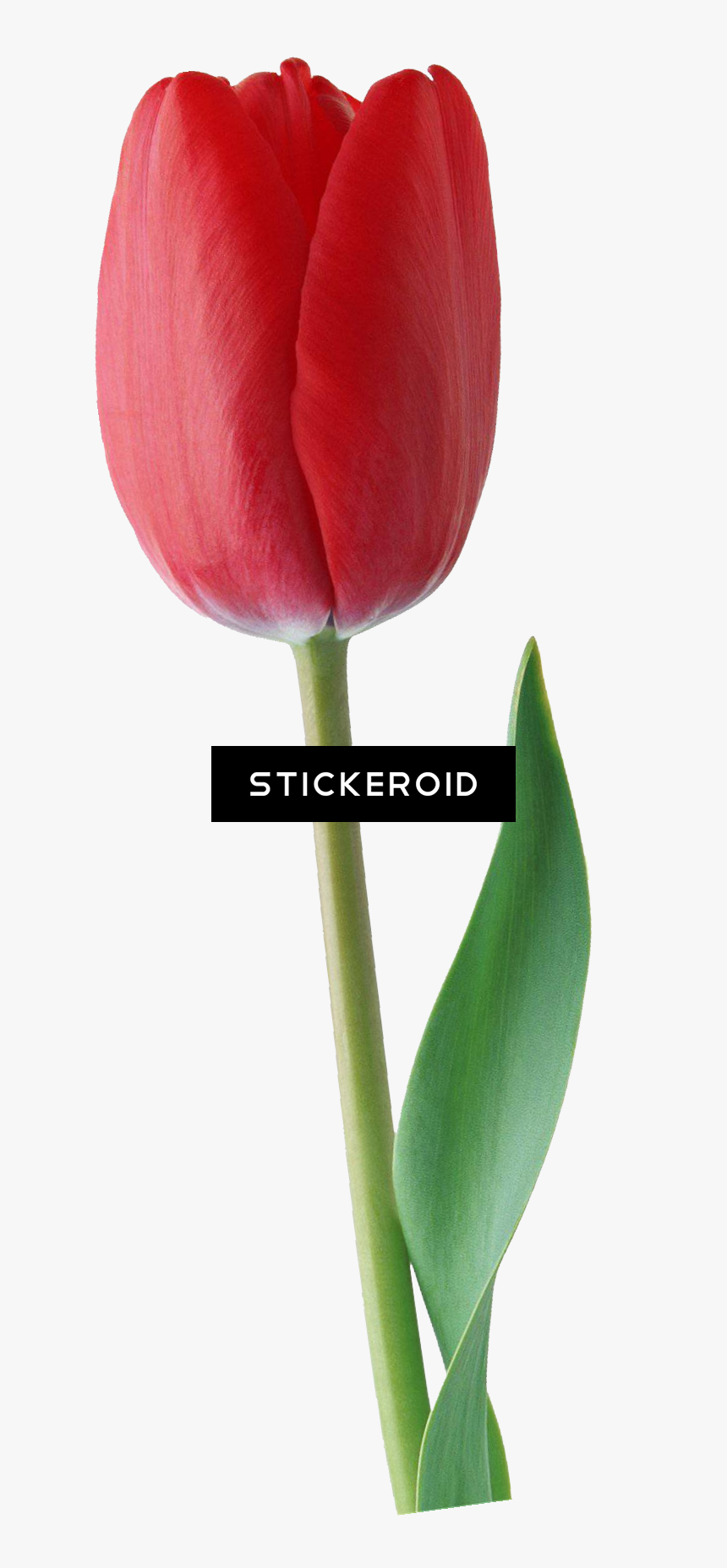 Sprenger S Tulip , Png Download - Sprenger's Tulip, Transparent Png