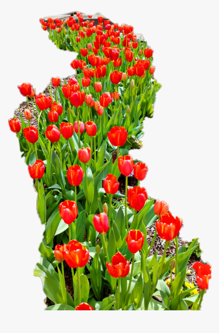 #red#tulips - Sprenger's Tulip, HD Png Download