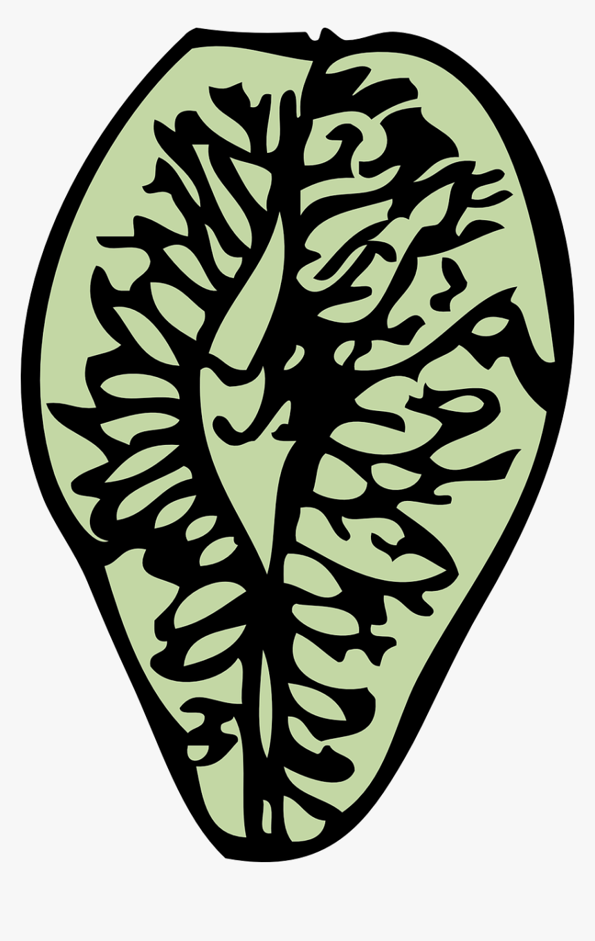 Conifer Cone, HD Png Download