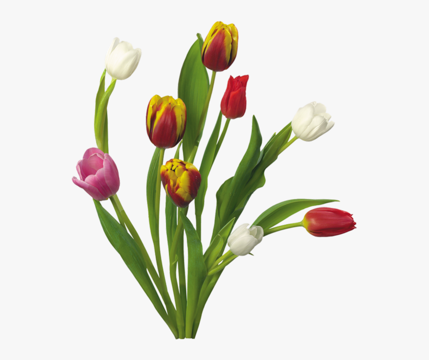 Thumb Image - Flowers, HD Png Download
