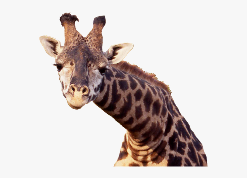 Giraffe Free Png Image Download - Png Image Giraffe Head Transparent Background, Png Download