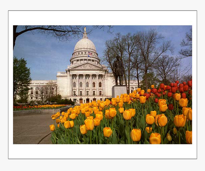Tulip, HD Png Download