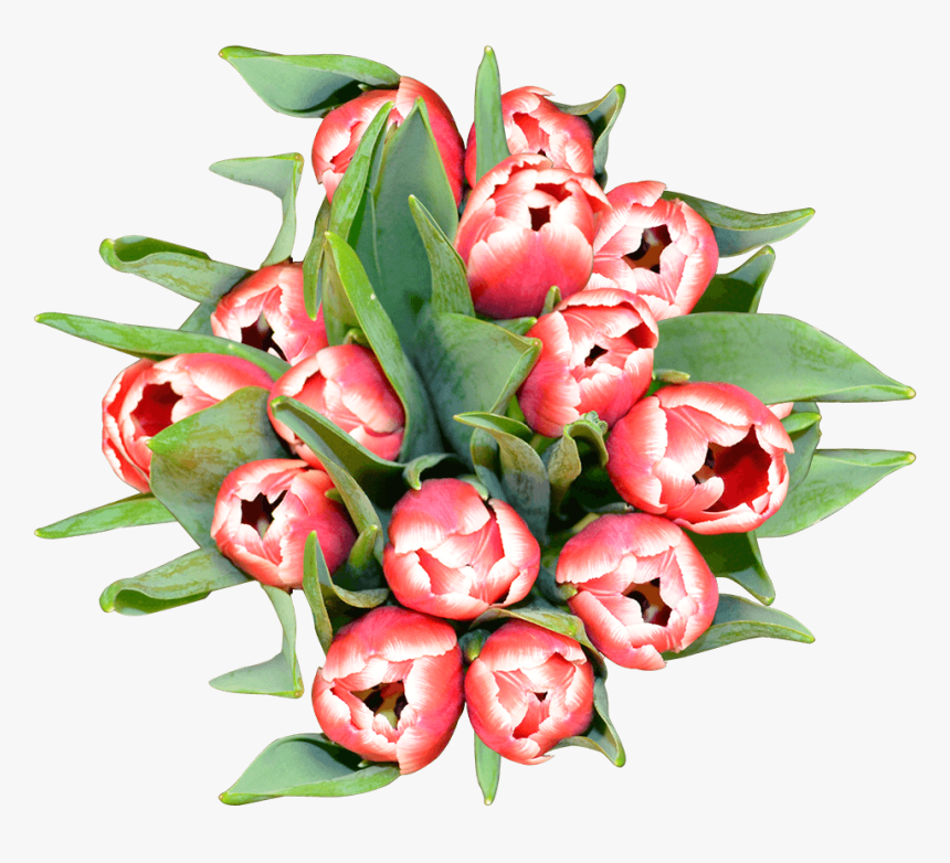 Tulip, HD Png Download