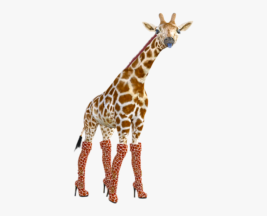 Giraffes Doing Funny Poses, HD Png Download
