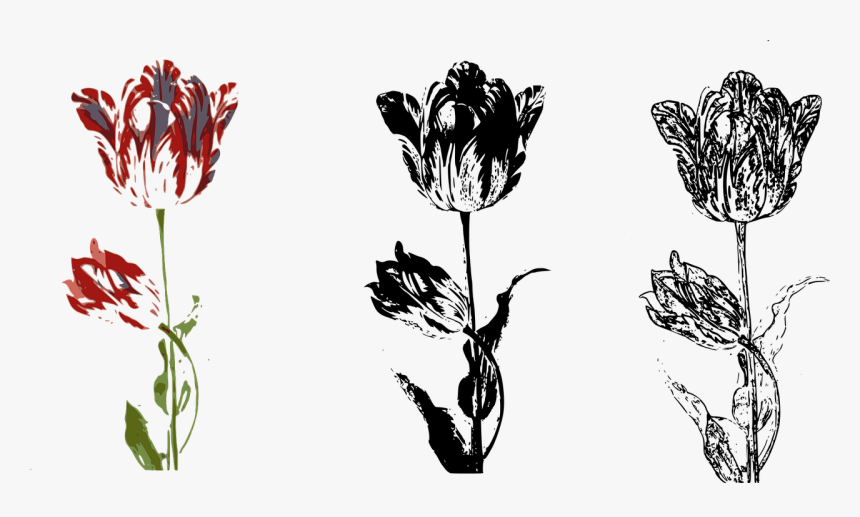 Lily, HD Png Download