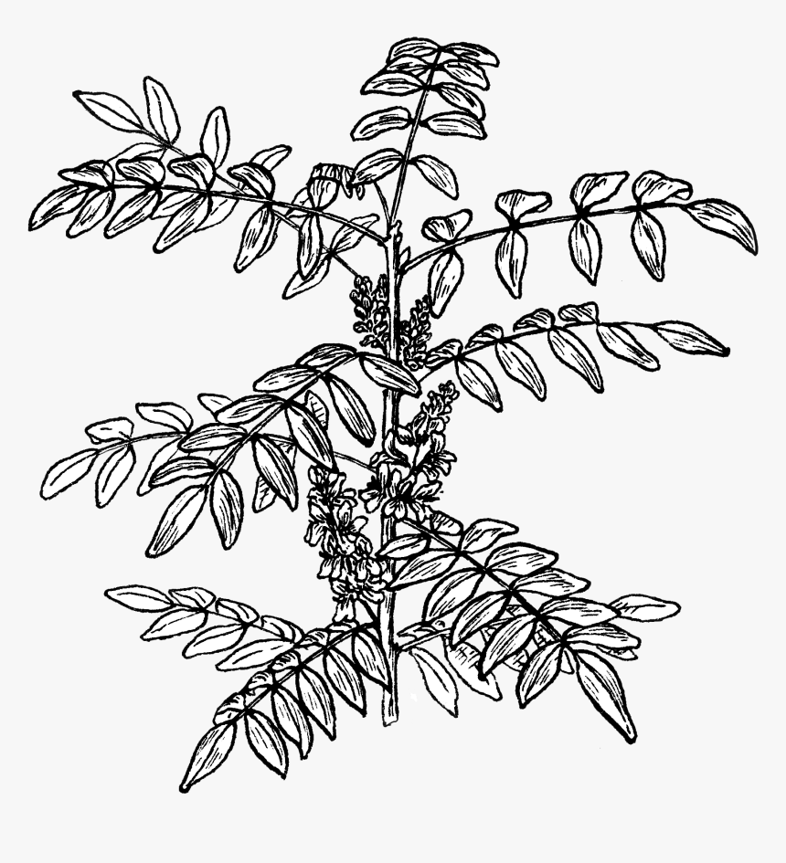 Indigo Plant - Indigofera Png, Transparent Png