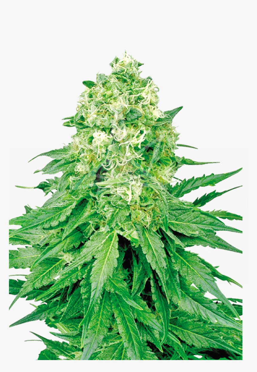 White Banner Feminized Seeds - White Widow Feminized Seeds, HD Png Download