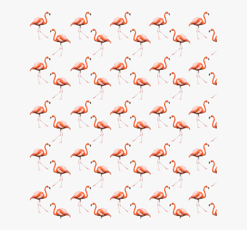 #flamingo #cool #summer #background #pattern #freetoedit - Greater Flamingo, HD Png Download
