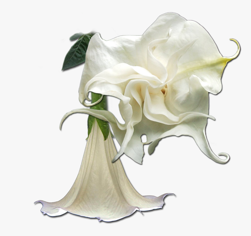Angels Trumpets Png - Garden Roses, Transparent Png