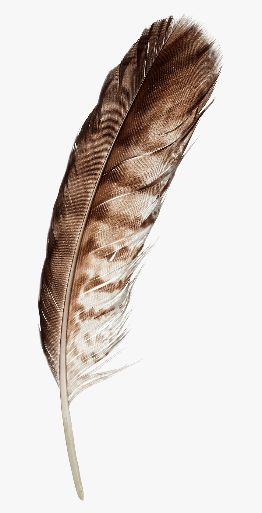 Feather, HD Png Download